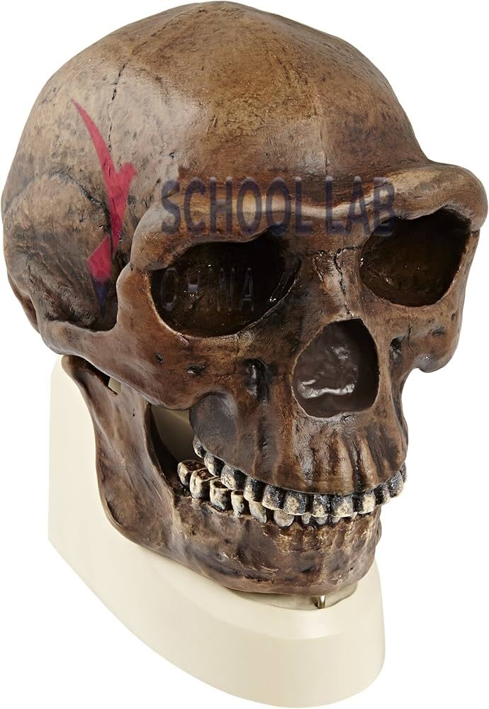 3B Scientific Hominid Skull Model - Homo erectus pekinensis
